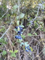 Cocculus hirsutus image