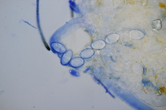 Neottiella albocincta