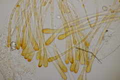 Neottiella albocincta