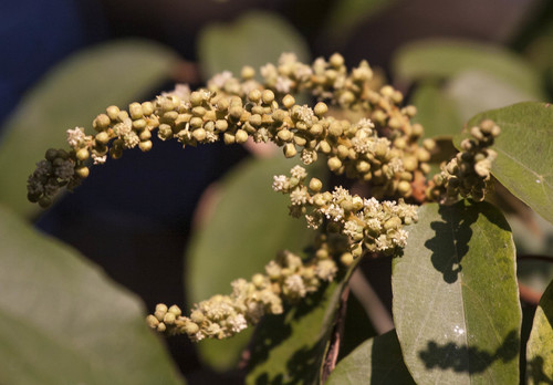 Mallotus philippensis