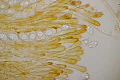 Neottiella albocincta