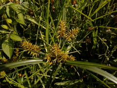 Cyperus hermaphroditus