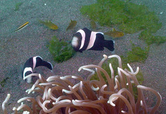Amphiprion polymnus