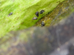 Heleobia chimbaensis