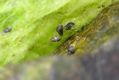 Heleobia chimbaensis