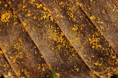 Melampsoridium carpini