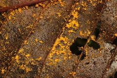 Melampsoridium carpini