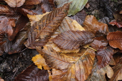 Melampsoridium carpini