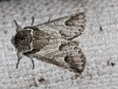Antithemerastis acrobela