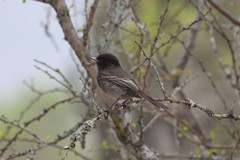 Knipolegus striaticeps