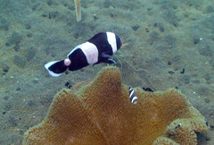 Amphiprion polymnus