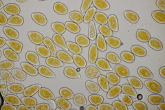 Melampsoridium carpini