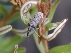 Pachyura australis