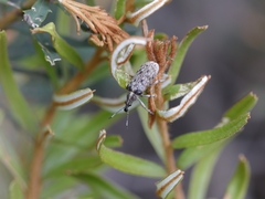 Pachyura australis