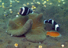Amphiprion polymnus