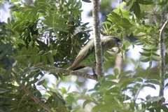 Poicephalus robustus