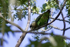 Poicephalus robustus