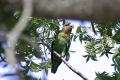 Poicephalus robustus