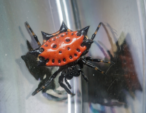 Spiny-backed Orbweaver