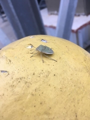 Chlorochroa