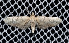 Eupithecia alliaria