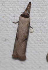 Pilostibes stigmatias