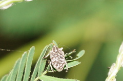 Eudiagogini