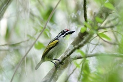 Pogoniulus pusillus