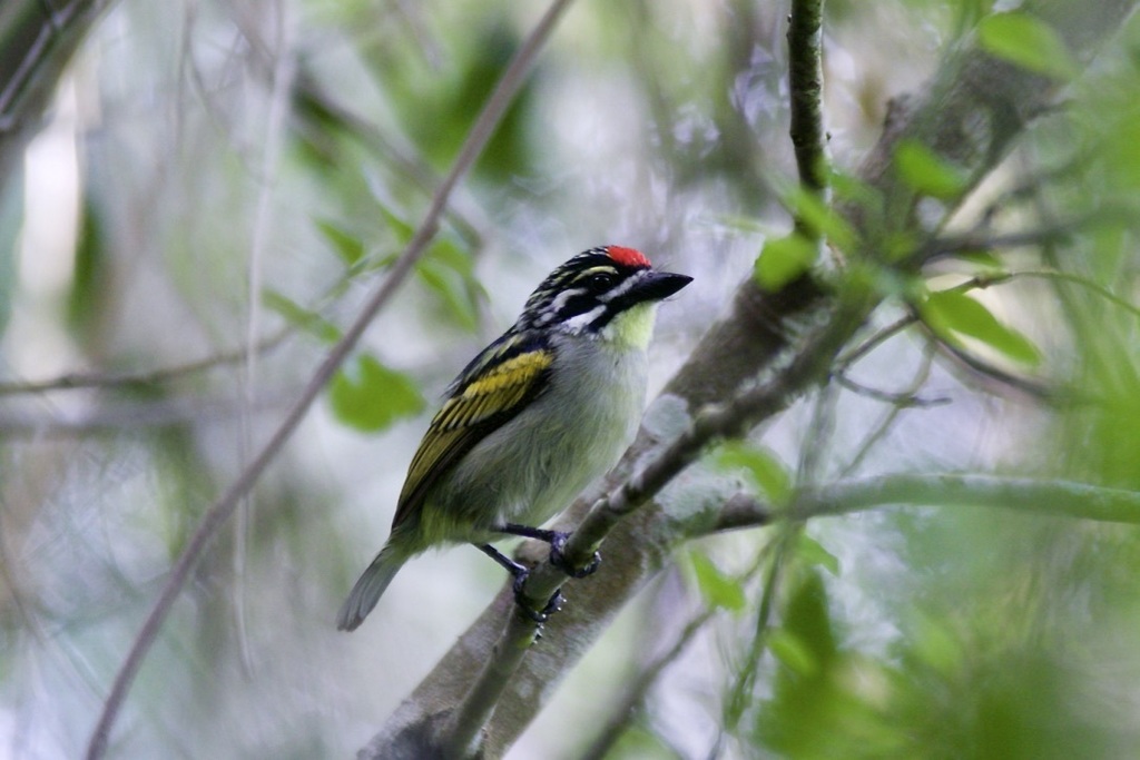 Southern Red-fronted Tinkerbird photo