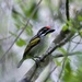 Southern Red-fronted Tinkerbird - Photo (c) nature_with_krista, some rights reserved (CC BY-NC), uploaded by nature_with_krista