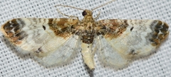 Eupithecia breviculata