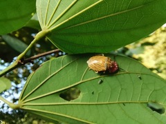 Discocephalinae