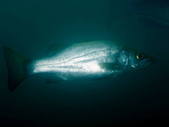 Blackfin Seabass photo 4