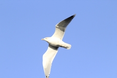 Larus argentatus