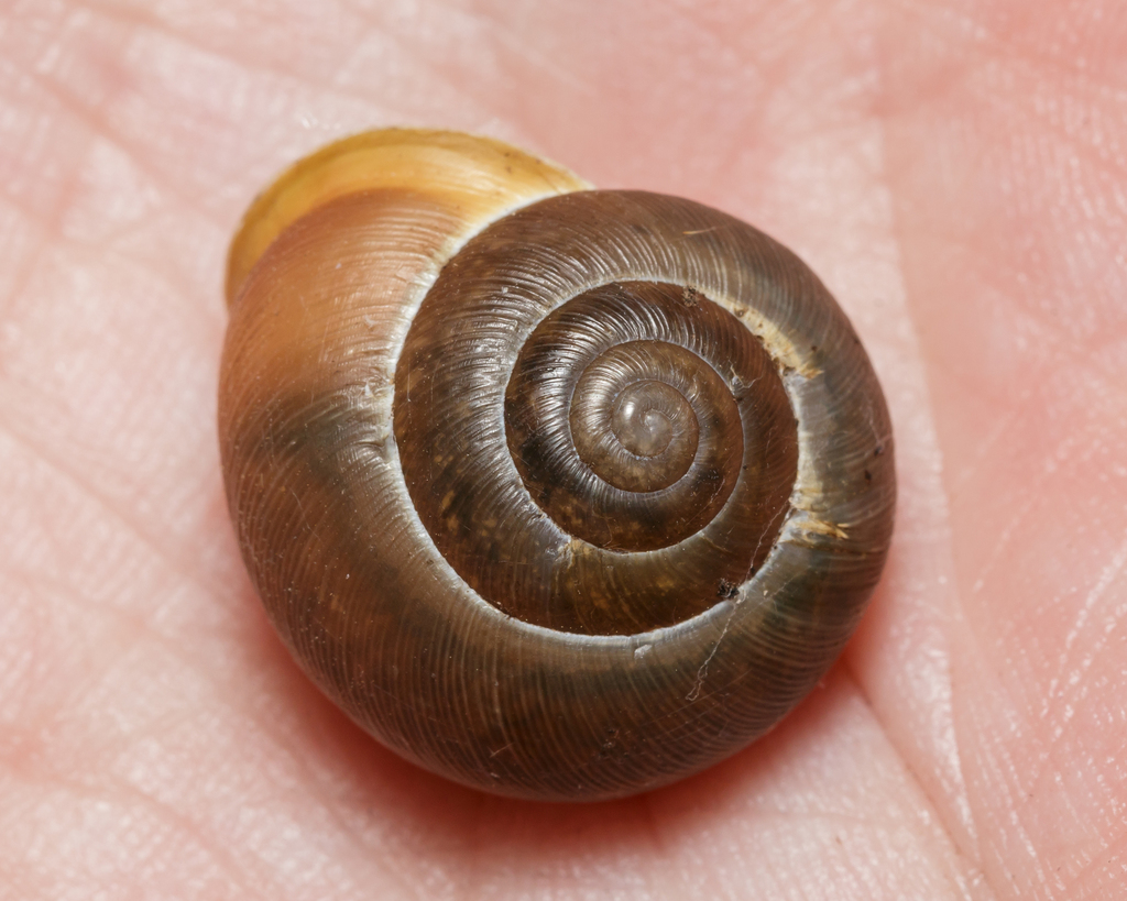 White-lip Globe Snail