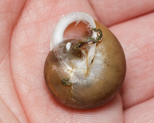 White-lip Globe Snail