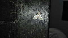 Neoleucinodes