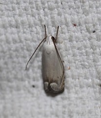 Plectophila discalis