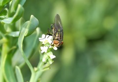 Cochliomyia