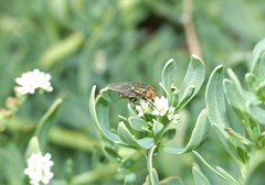 Cochliomyia