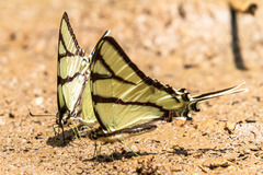 Eurytides bellerophon