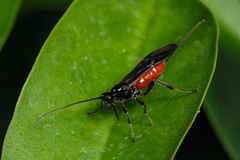 Braconinae