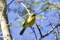 Telophorus olivaceus