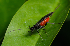 Braconinae