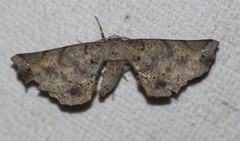 Parepisparis excusata