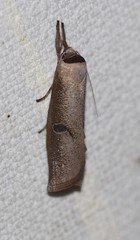 Pilostibes stigmatias