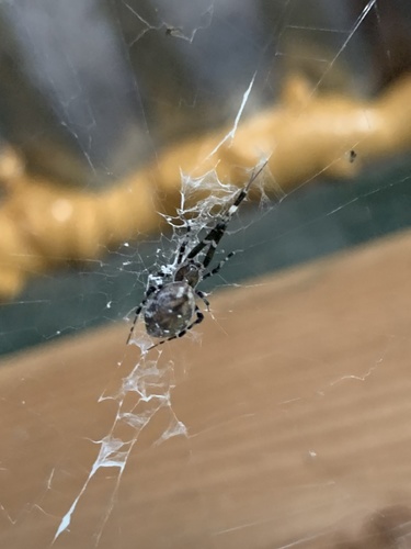 Ninja-star Ceiling Spider photo 3