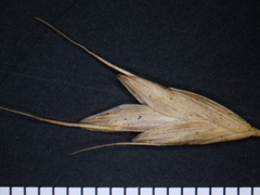 Bromus commutatus