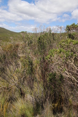 Erica irregularis