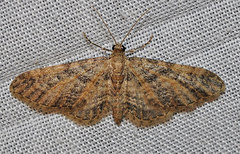 Eupithecia cocciferata